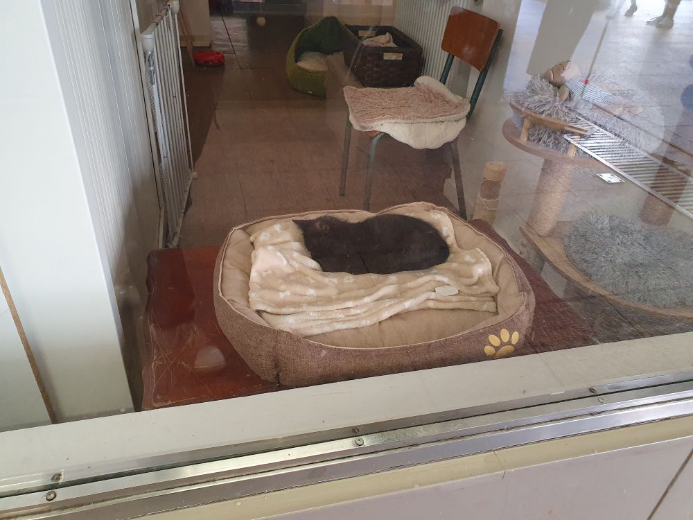 kitten in Les Maison Des Animaux.

chaton dans Les Maison Des Animaux