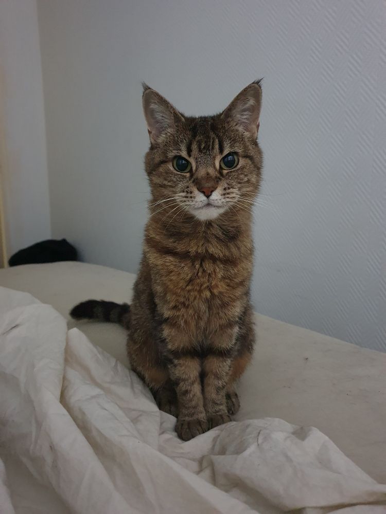 Tabitha (tabby cat) smiling and telling me it's time I got up.