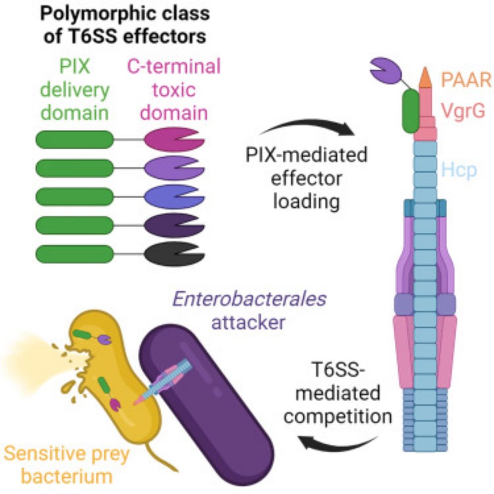 PIX is an N-terminal delivery domain that defines a class of polymorphic T6SS effectors in Enterobacterales