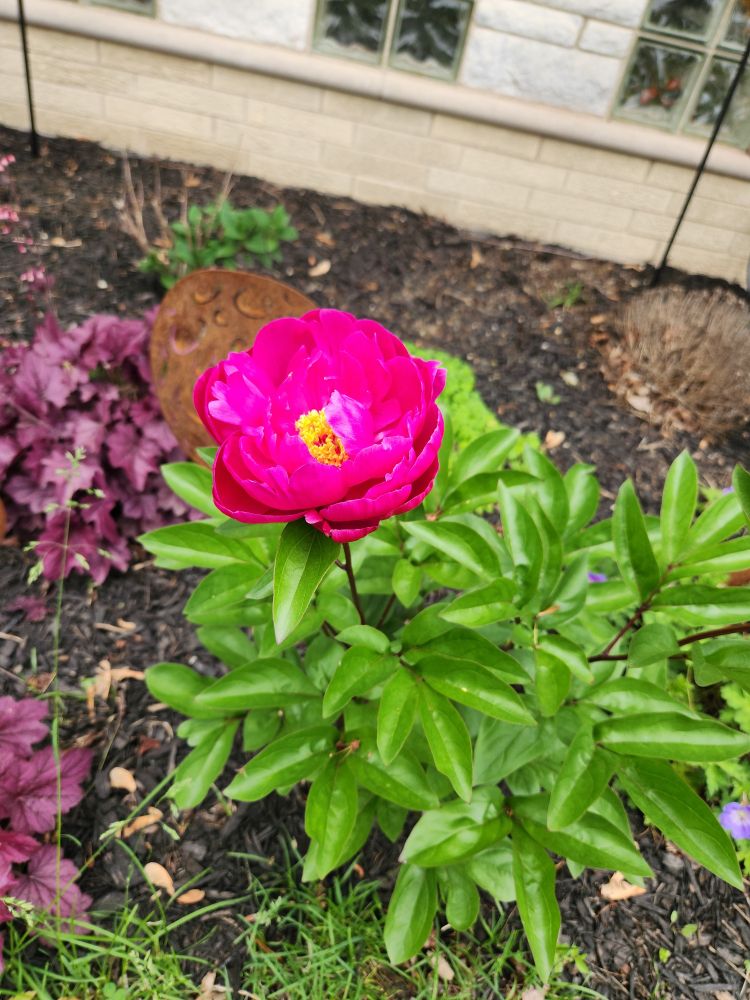 A bright pink peony bloom