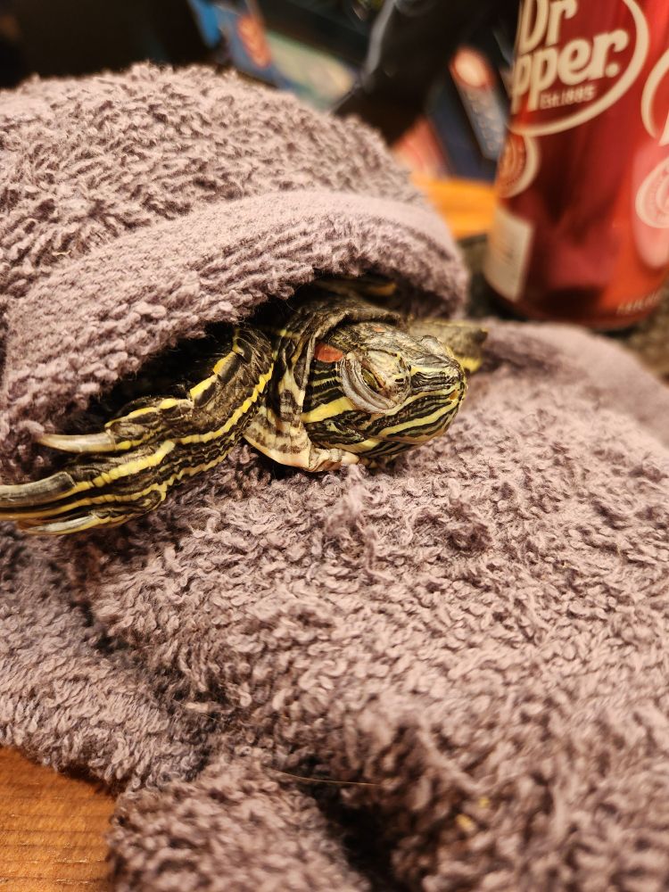 A small turtle wrapped in a grey towel. 