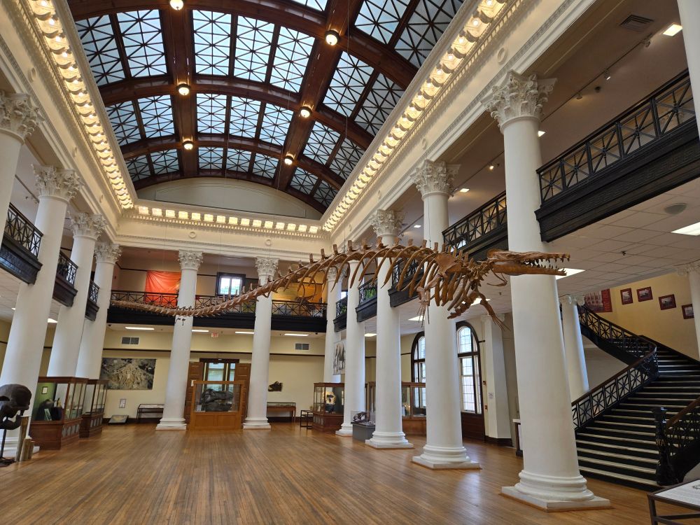 Basilosaurus skeleton in a museum Hall