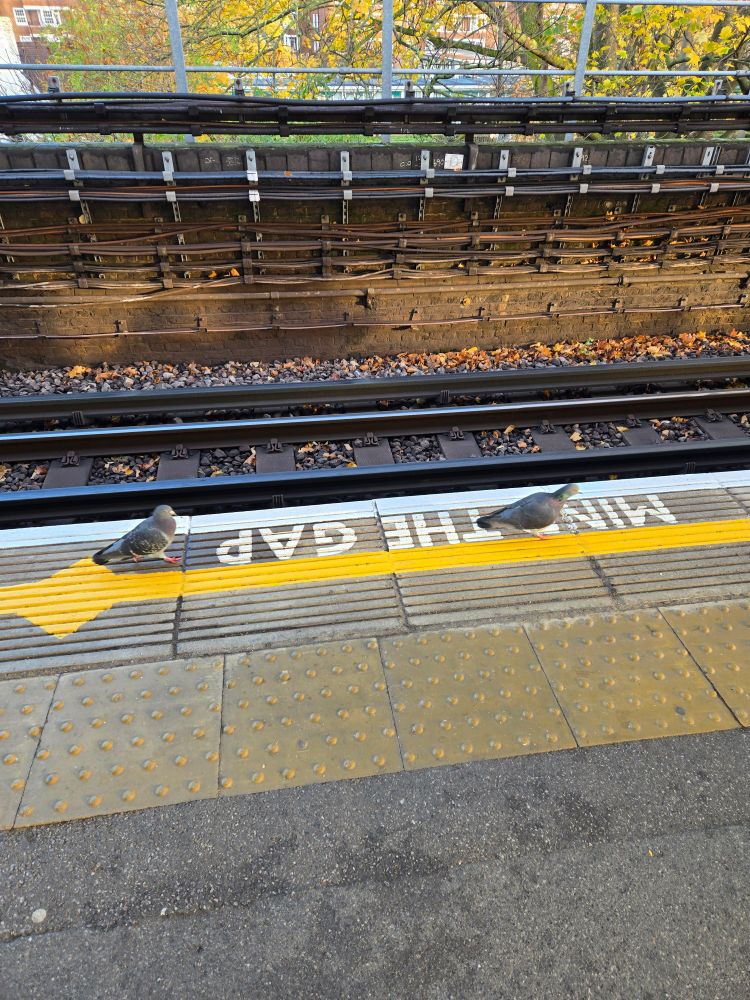 London pigeons ignoring basic railroad safety principles 