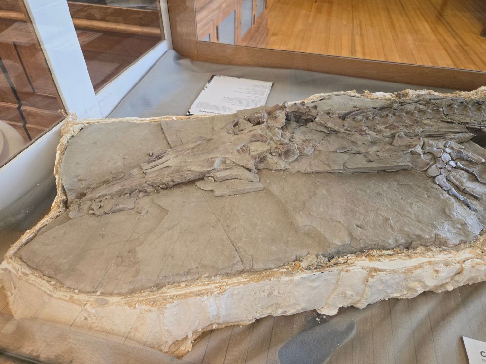 Clidastes skull in gray chalk matrix 