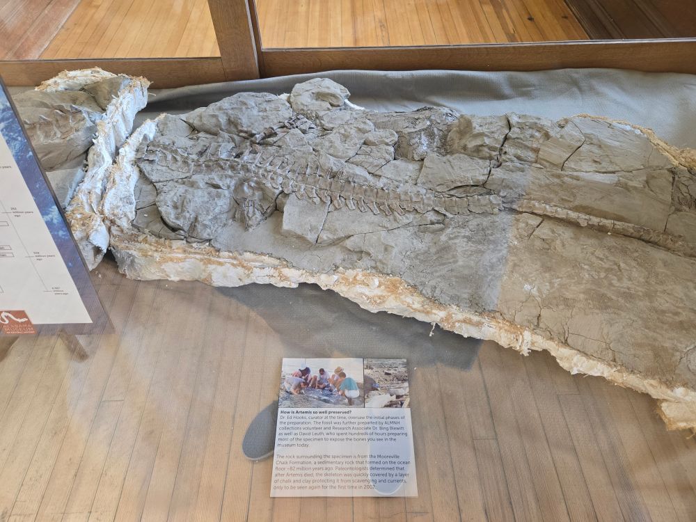 A second jacket, with the posterior part of the body