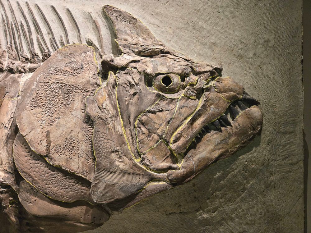 Xiphactinus audax 