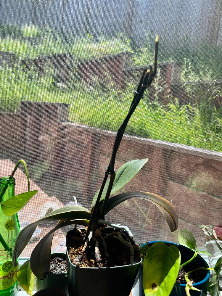 Decapitated orchid bloom