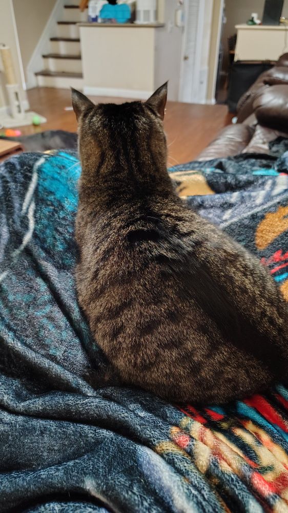 A photo of my lap as I lounge on the couch under a patterned fluffy blanket. Boon, a small grey tabby cat, is sitting on the center of my lap and facing away from the camera.