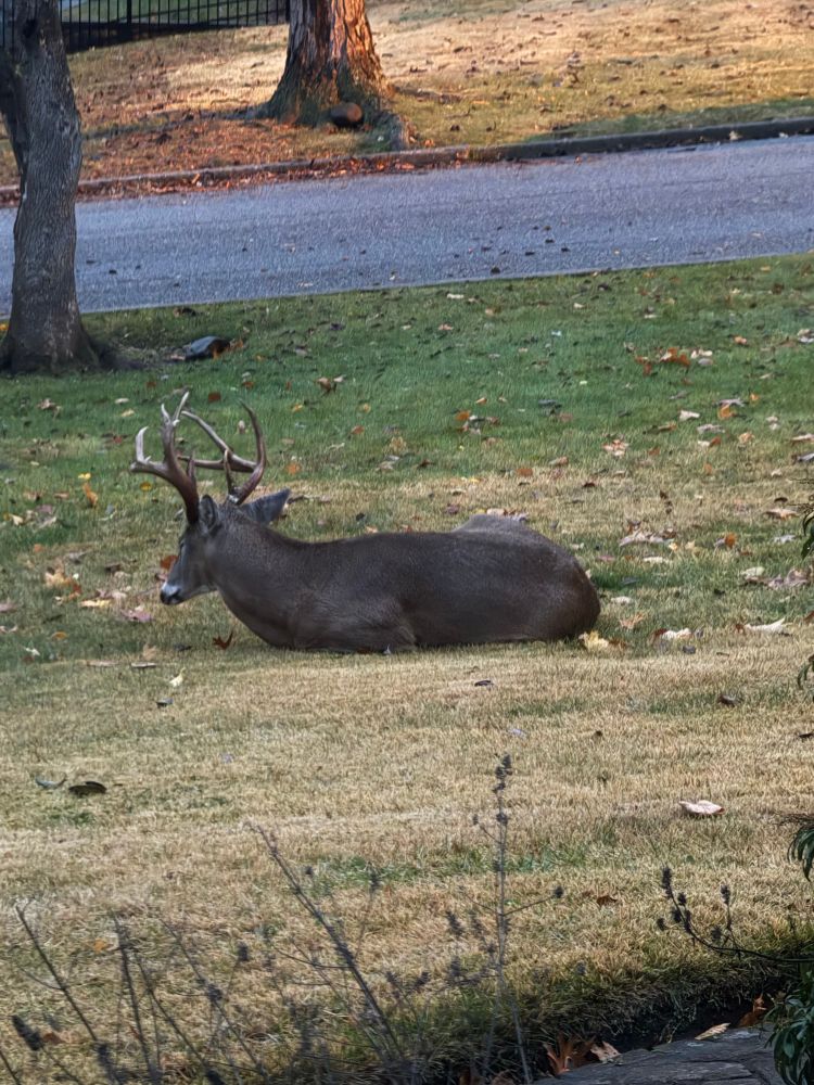 Big buck deer in front yard 