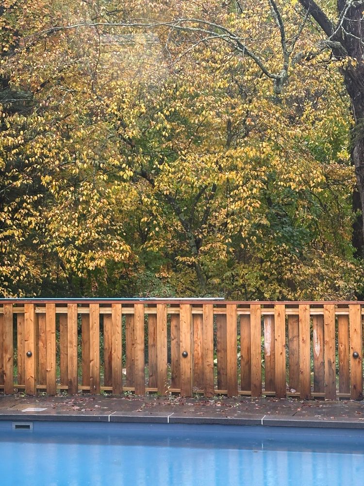 Autumnal view of a yellow poplar tree behind a wood fence with the blue edge of a In ground pool along the bottom of the picture. 