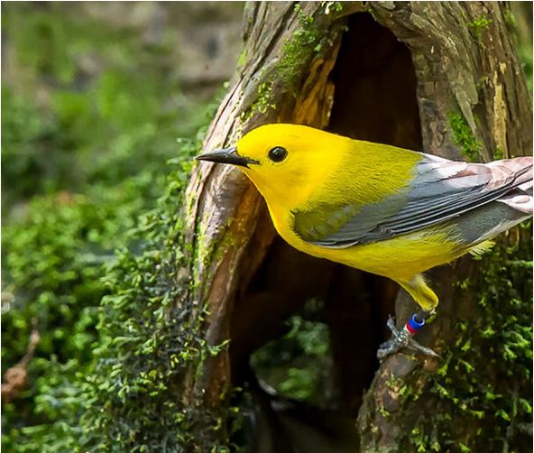 (Image courtesy of the American Bird Conservancy)