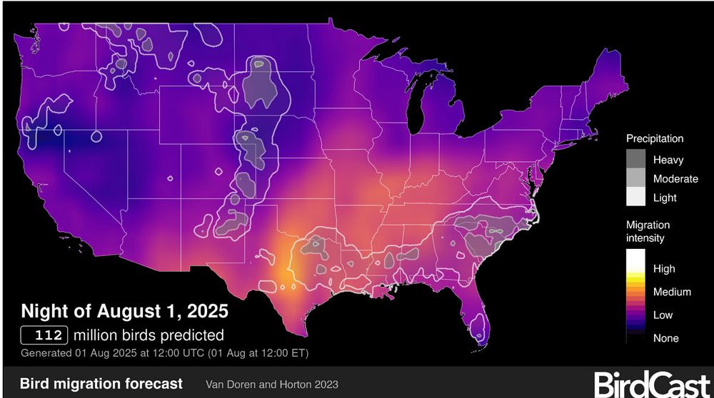 Bird migration forecasts show predicted nocturnal migration 3 hours after local sunset and are updated every 6 hours. These forecasts come from models trained on the last 23 years of bird movements in the atmosphere as detected by the US NEXRAD weather surveillance radar network. In these models we use the Global Forecasting System (GFS) to predict suitable conditions for migration occurring three hours after local sunset. These maps also show precipitation forecasts (outlined and shown in grayscale). Note, areas forecast to experience precipitation and bird migration may overlap, and predictions for migration intensity may be highly variable in these locations.