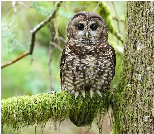 (Image courtesy of the American Bird Conservancy)