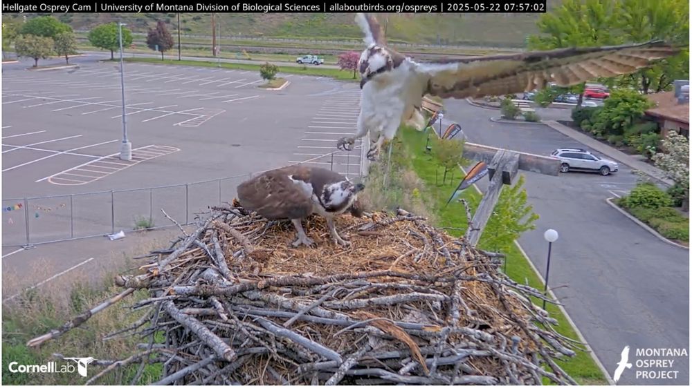 Iris and New Guy on nest at 7:57 am MDT. (Courtesy the Cornell Lab of Ornithology and the Montana Osprey Project)