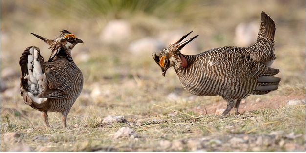 The Lesser Prairie-Chicken, a charismatic, colorful icon of the American West, deserves a chance at recovery. Because of its nature of occupying large, mostly intact grassland landscapes, Lesser Prairie-Chickens are a harbinger of the fates of many other declining grassland bird species. If we can't bring back this bird, we will lose countless other species from the same problems: the loss, degradation, and fragmentation of our grasslands.