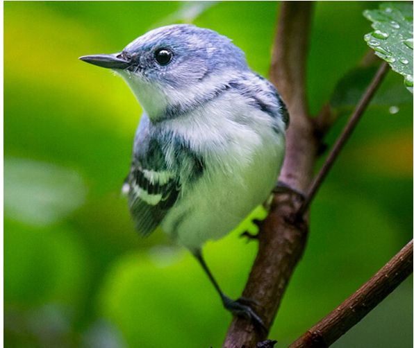 (Image courtesy of the American Bird Conservancy)
