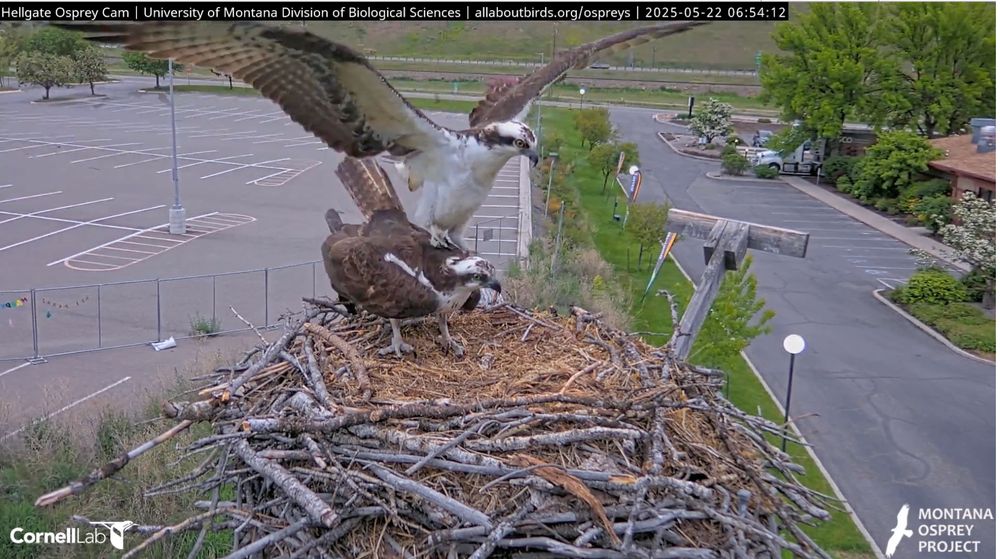 Iris and New Guy on nest at 6:54 am MDT. (Courtesy the Cornell Lab of Ornithology and the Montana Osprey Project)