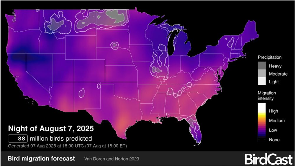 Bird migration forecasts show predicted nocturnal migration 3 hours after local sunset and are updated every 6 hours. These forecasts come from models trained on the last 23 years of bird movements in the atmosphere as detected by the US NEXRAD weather surveillance radar network. In these models we use the Global Forecasting System (GFS) to predict suitable conditions for migration occurring three hours after local sunset. These maps also show precipitation forecasts (outlined and shown in grayscale). Note, areas forecast to experience precipitation and bird migration may overlap, and predictions for migration intensity may be highly variable in these locations. (Image and text courtesy of BirdCast)