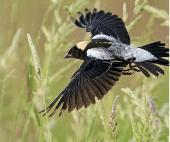 (Image courtesy of the American Bird Conservancy)