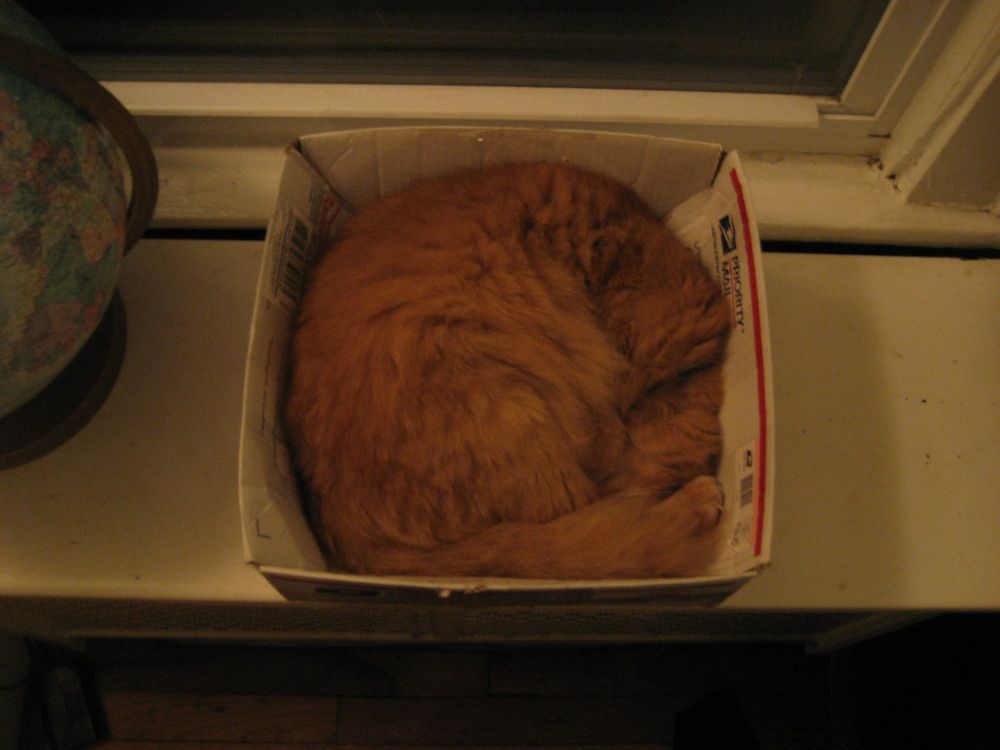 a cat in a box
