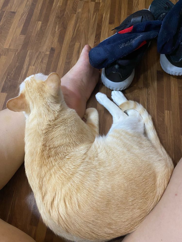 my cat snuggles my leg after i finished workout 