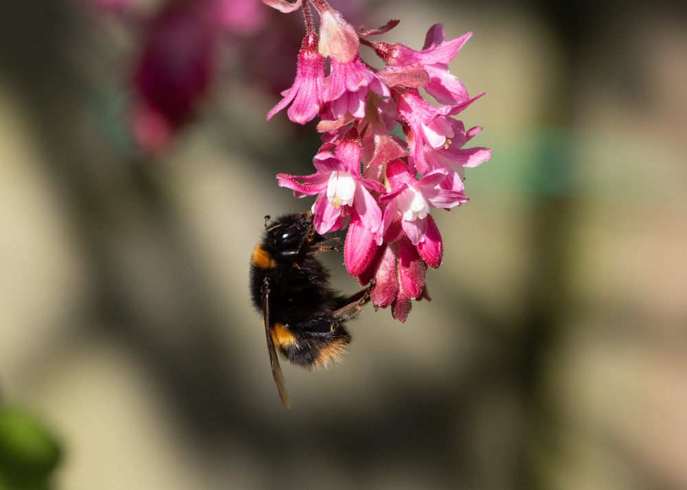 Buff-tailed bumblebee feeding on a flowering currant.