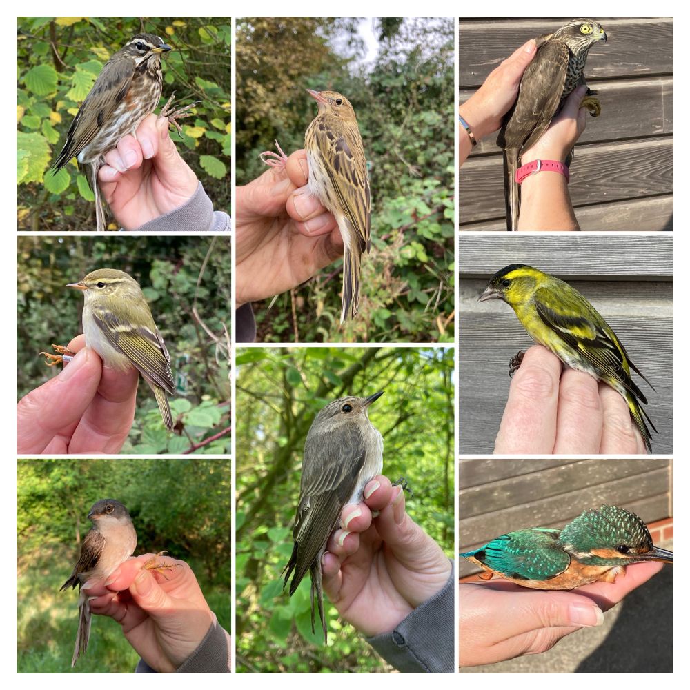 A collection of birds ringed for science and research, birds are Redwing, Tree pipit, Sparrowhawk, Yellow-browed Warbler, Spotted Flycatcher, Siskin, Whitethroat and Kingfisher. 