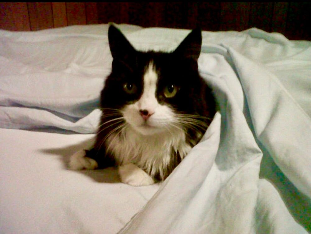 Pic of a cute cat hiding under bedsheets. That’s right, it’s the GZA