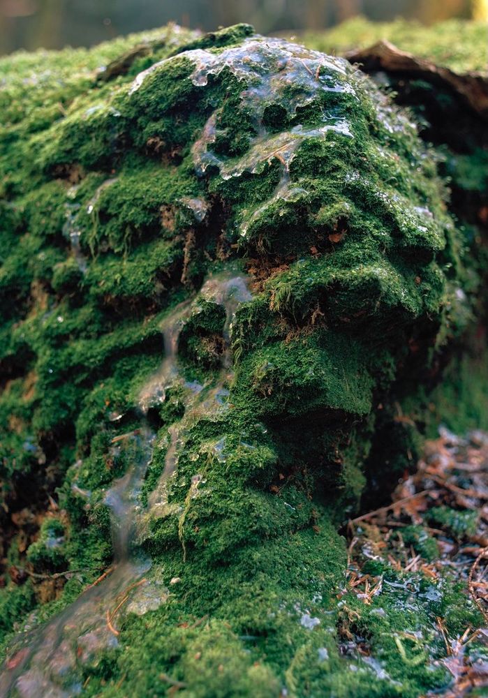 Image: photo from side-on of moss covered, it seems, by random sheets of thin ice • “To be spat back out is a three-person exhibition by Bassam Issa Al-Sabah, Jennifer Mehigan and Caoimhín Gaffney, where individual and collaborative practices overlap and interact across world building (fiction and CGI), world destroying (climate change) and worlds colliding (queer networks, and traumatic experiences that interrupt the present as spectres). Emerging out of their conversations and exchange of skills across the various technologies in their work, the images, objects, and animations they produce are often oriented towards the presentation of climate change in the media, with each artist exploring how ideas of ‘nature’ can be re-examined from a postcolonial and queer perspective…”