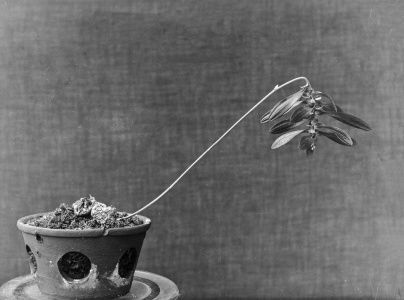 Image: Bulbophyllum refractum, Black and white lantern slide. ca. 1900, courtesy of the National Botanic Gardens, Glasnevin / OPW REF:NBG/PHO/ORC/1/4 | black-and-white photo of what may be an orchide in a clay pot; the plantseems barely to hav leaves and, with the pot on the left, it tilts at at 45-degree angle towards the right, with what seem to be heavy buds weighing down the stem; the pot has large round holes in its side through which we can apparently see soil; the background seems to be some sort of hessian  • “Samantha Brown (UK), Padraig Cunningham (IRL), Grace Enemaku (IRL), Yvanna Greene (IRL), Louis Haugh (IRL), Marianne Keating (IRL), Elida Maiques (ES), Siobhan McGibbon (IRL), Laura Ní Fhlabhín (IRL) and Harold Offeh (UK) • Curated by Elida Maiques and Anne Mullee    What does it mean to decolonise the garden? Selected works by Irish, Spanish and British artists consider the effects and legacy of colonialism, horticulture and the garden as a status symbol, inviting the…”