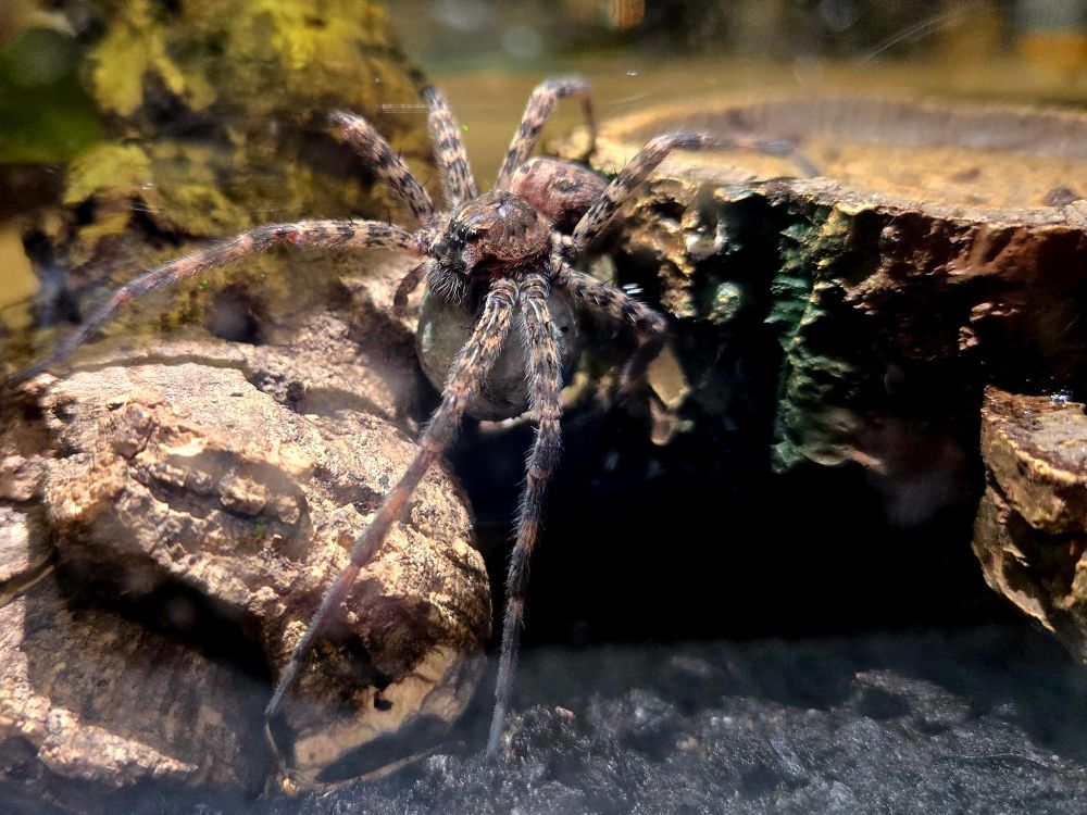 Dark fishing spider with her egg sac