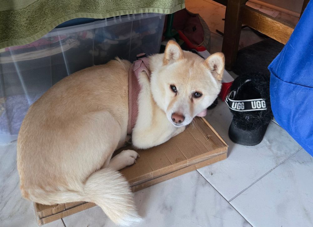 Cream colored Shiba inu dog sitting on a box like a cat