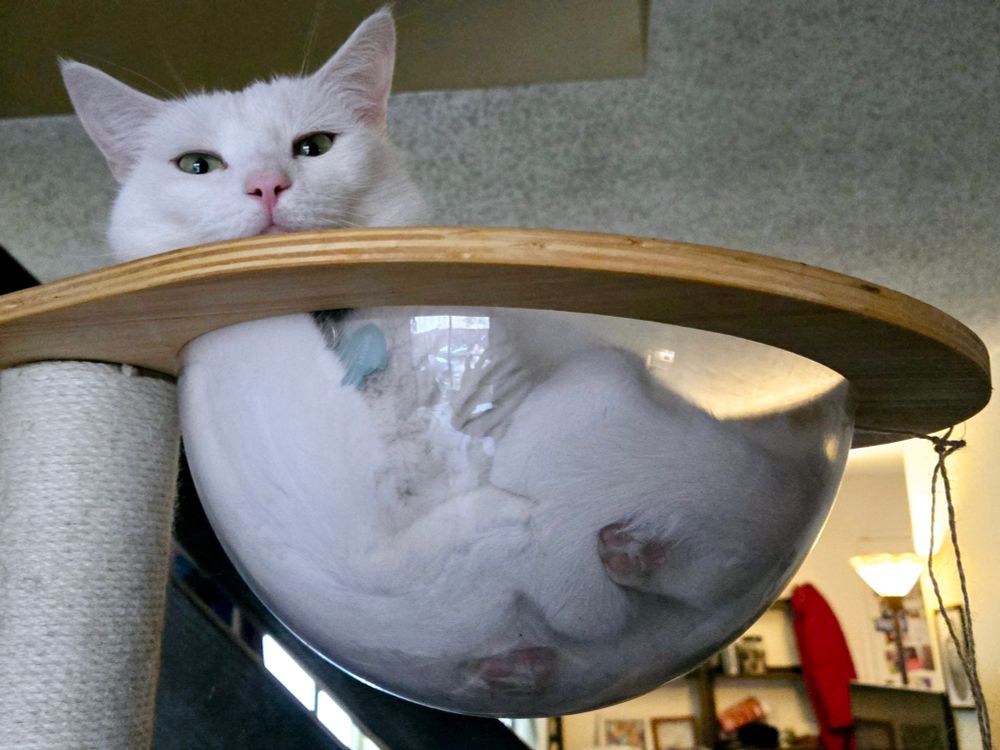White cat's body conforming to a clear globe