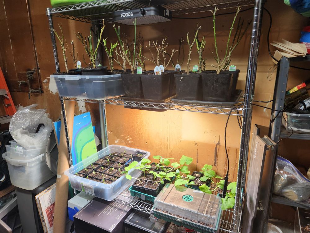 Wire rack in fabulously messy garage with overwintered peppers on top and several pumpkins and other plants grown from seed on the second shelf.
