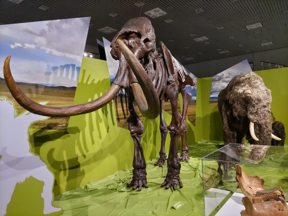 ナウマンゾウの全身骨格(手前)と復元像(奥)