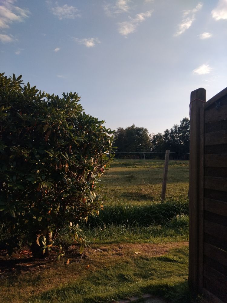 Blick auf ein Feld, vorne Rhododendron, weiter hinten Birken. Der Himmel ist blau mit ein paar Wölkchen. 
