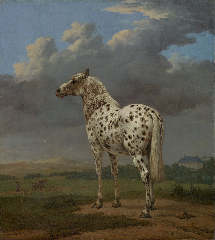The "Piebald" Horse / The spotted stallion in a hilly landscape