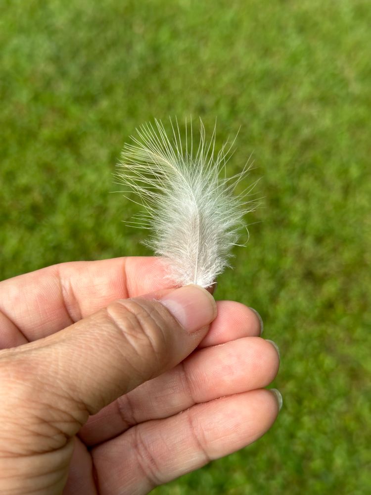 My hand holding a floof of a feather