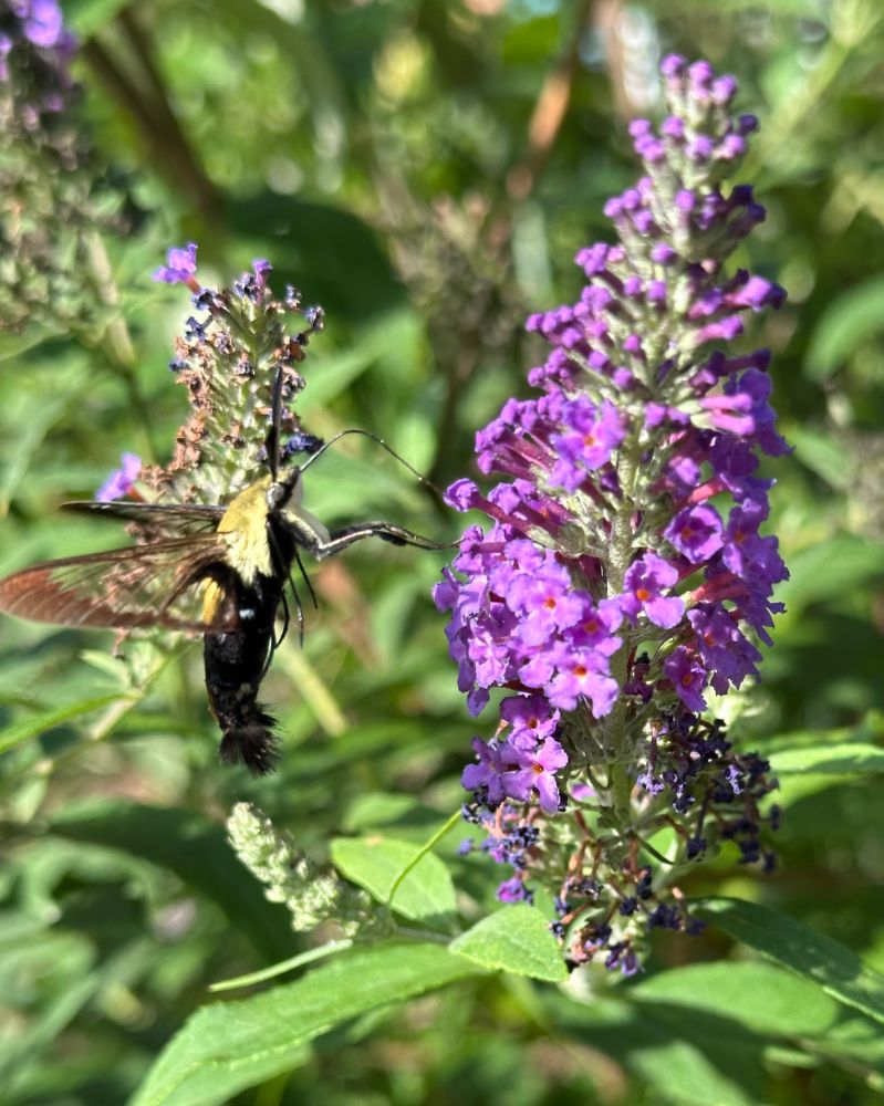 Snowberry Clearwing drinking nectar from the purple flowers of butterfly bush