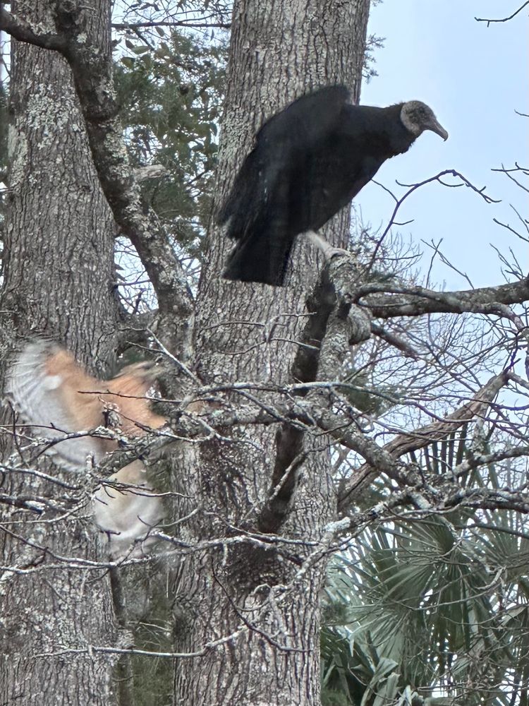 Red-shouldered Hawk swooping in to push a Black Vulture out