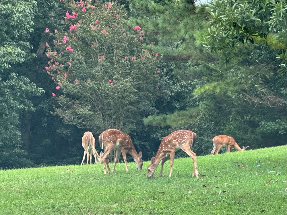 Two fawns  with their parents in the background