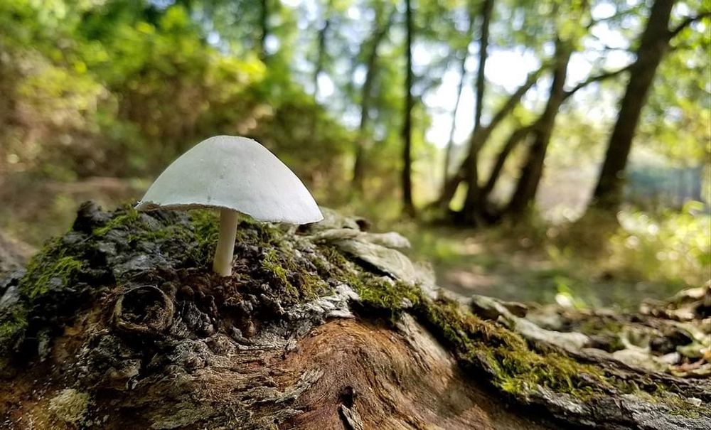 White mushroom growing out of a fallen tree. In the background the sun is making the trees glow