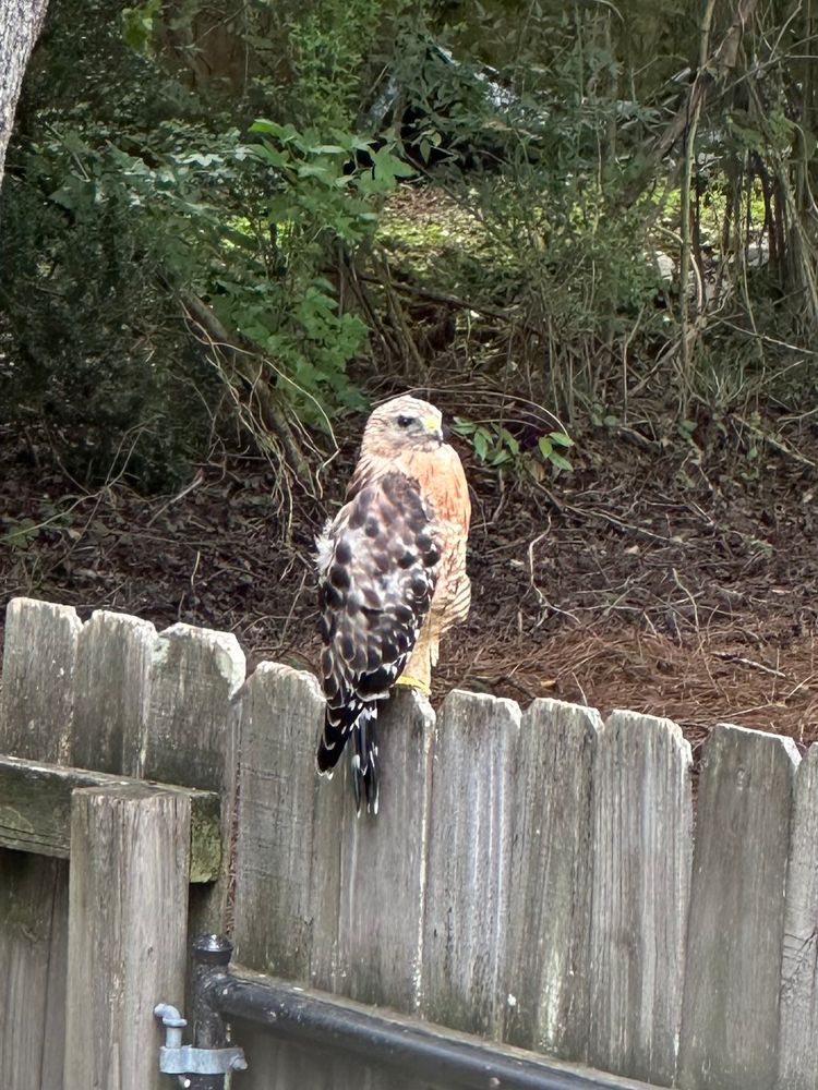 Red-shouldered Hawk on my fence