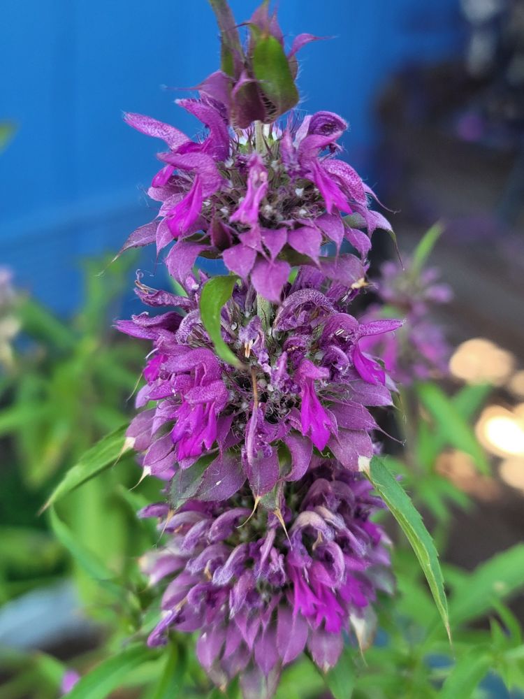 Pollinator friendly.