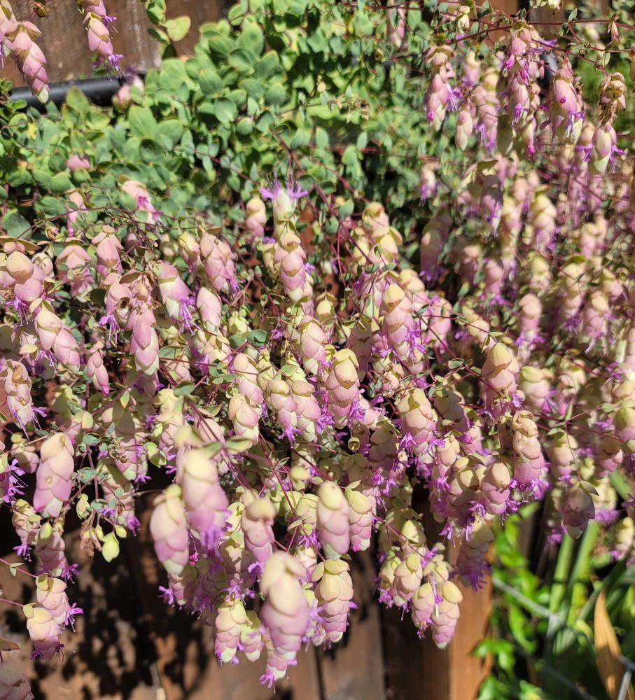 Ornamental oregano
