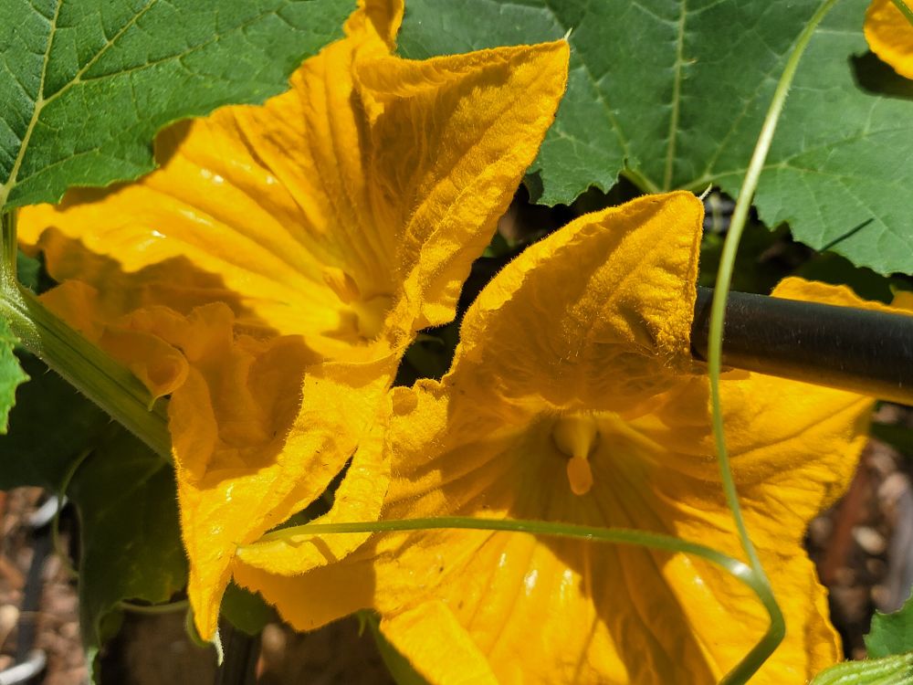 Pumpkin