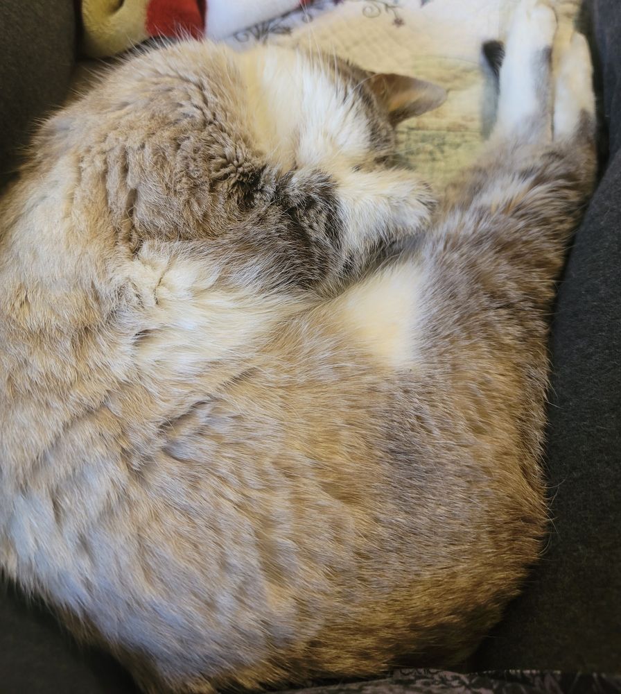 Sleeping cat