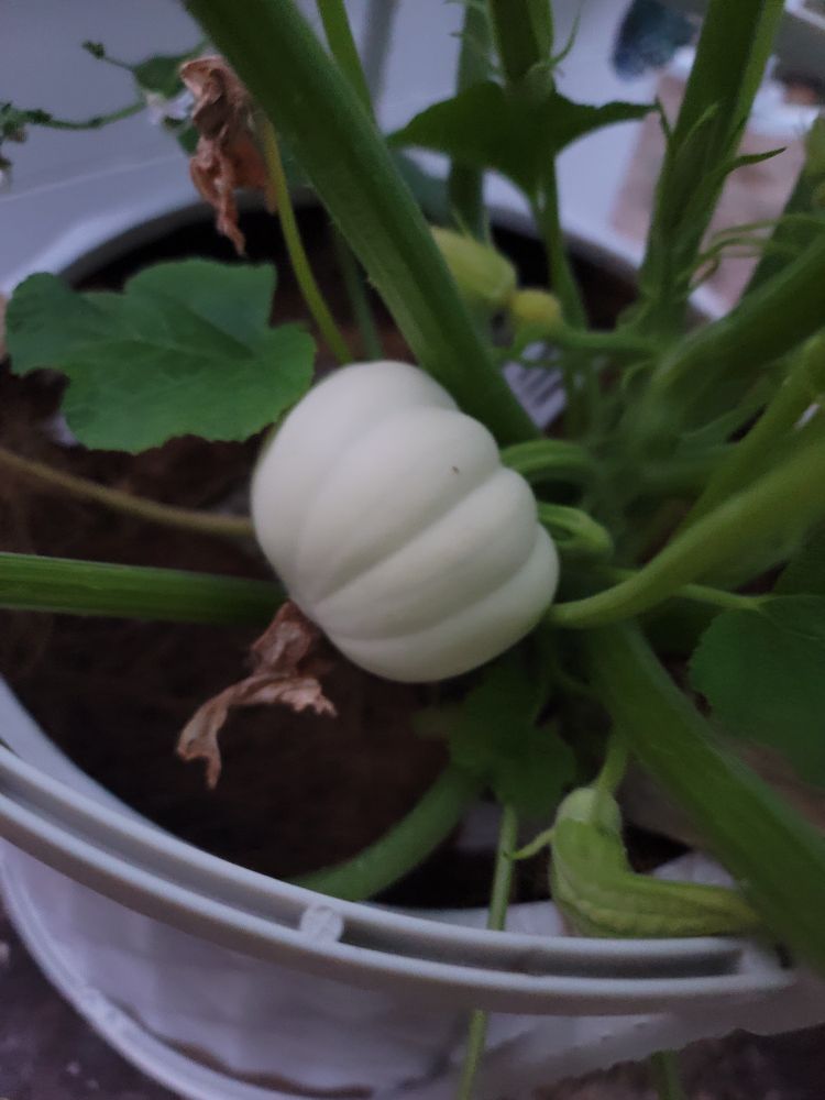 White pumpkin