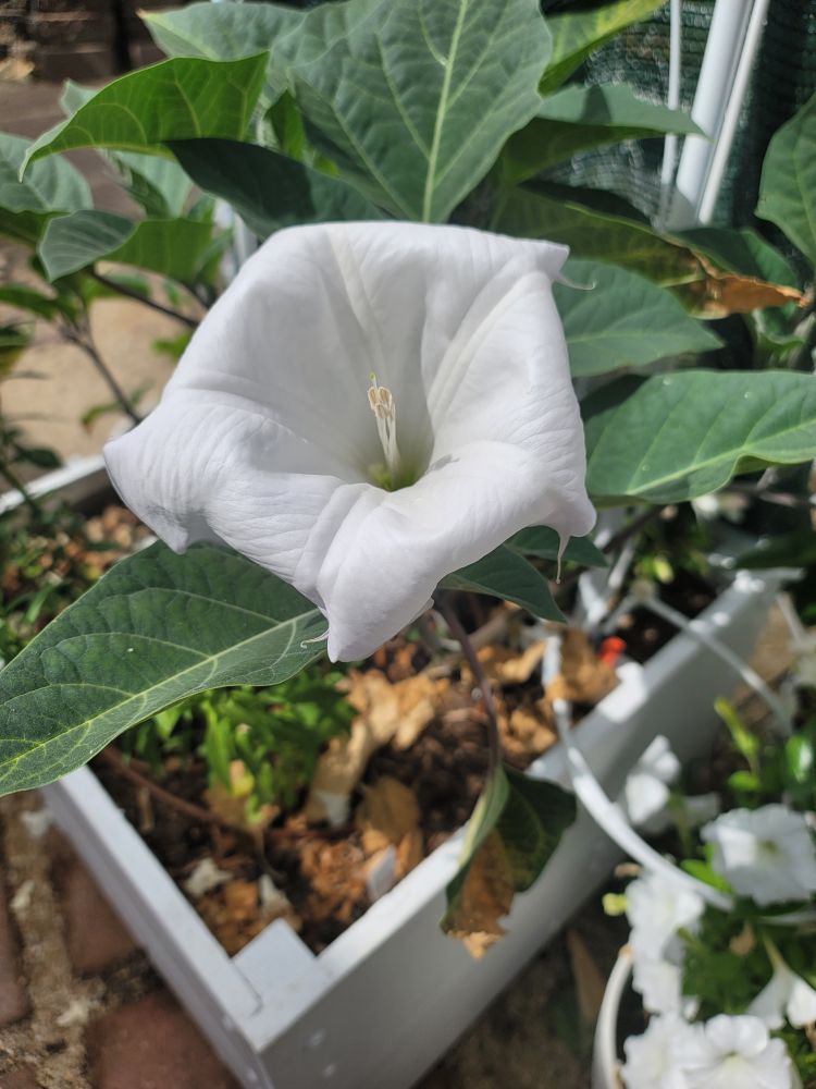 Datura flower