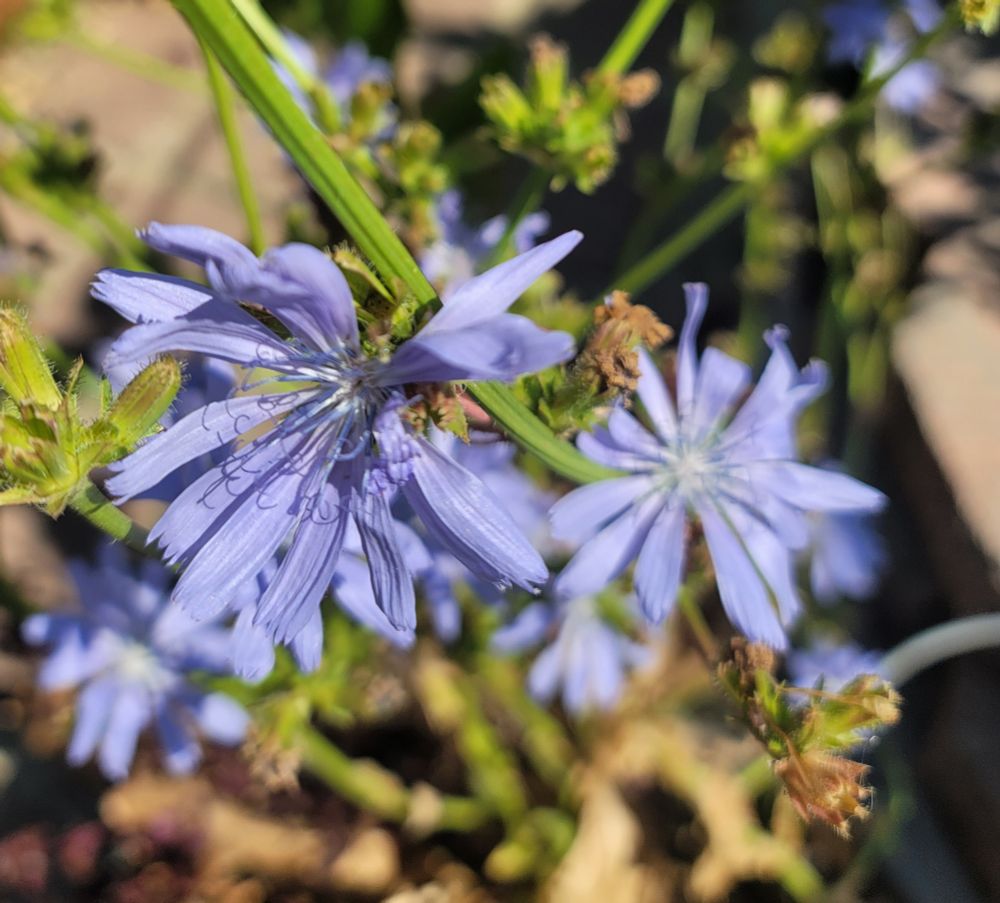 Chicory